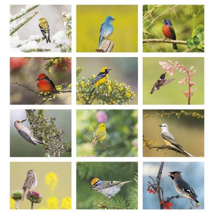 Custom Birds of North America - Stapled Calendar - Month view