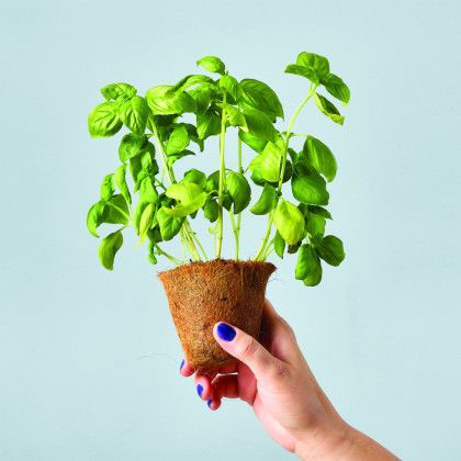 Custom Modern Sprout Garden Seed Pop - Sweet Basil in use