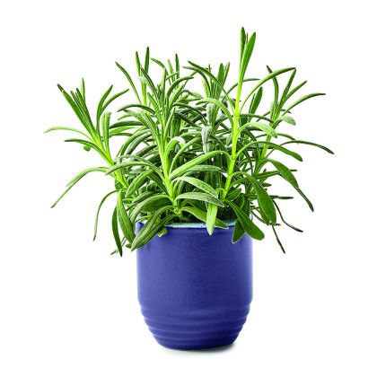 Custom Modern Sprout Garden Vibes Candle/Planter - Violet Hour/Lavender Planter front View Custom Modern Sprout Garden Vibes Candle/Planter - Violet Hour/Lavender Planter front View