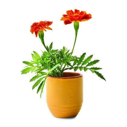 Custom Modern Sprout Garden Vibes Candle/Planter - Last Light/Marigold Planter front View Custom Modern Sprout Garden Vibes Candle/Planter - Last Light/Marigold Planter front View