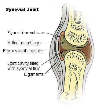 Synovial joints and the risks of prolonged standing