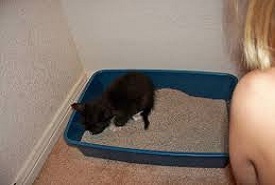 Kitty vs Cat - Quite a difference