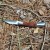 Rosewood Monogrammed Pocket Knife with Silver Accent