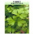 Promotional Parsley Seed Packets | Bulk Vegetable & Herb Seed Packets