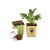 Flower Pot Set With Basil Seeds