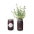 Custom Modern Sprout Indoor Herb Garden Kit - Lavender 