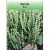 Thyme Herb Seed Packets | Wholesale Seed Packets for Outdoor Promotions