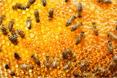 Ideas for bees and your brand to thrive!