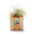 Custom Full Color Air Plant - Brown/Green 