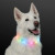 Custom Bright Light Up Dog Collar, Rechargeable 20" - Lifestyle View 