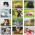 Puppies & Kittens Wall Calendar - Stapled - all images