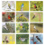 Custom Birds of North America - Stapled Calendar - Month view