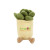 Custom Chelsea Teddy Bear Zenzies 7" to 9.5" Plush - Succulent