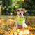 Custom Logo Reflective Pet Bandana