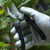 Custom Evergreen Garden Pruner - In Use 