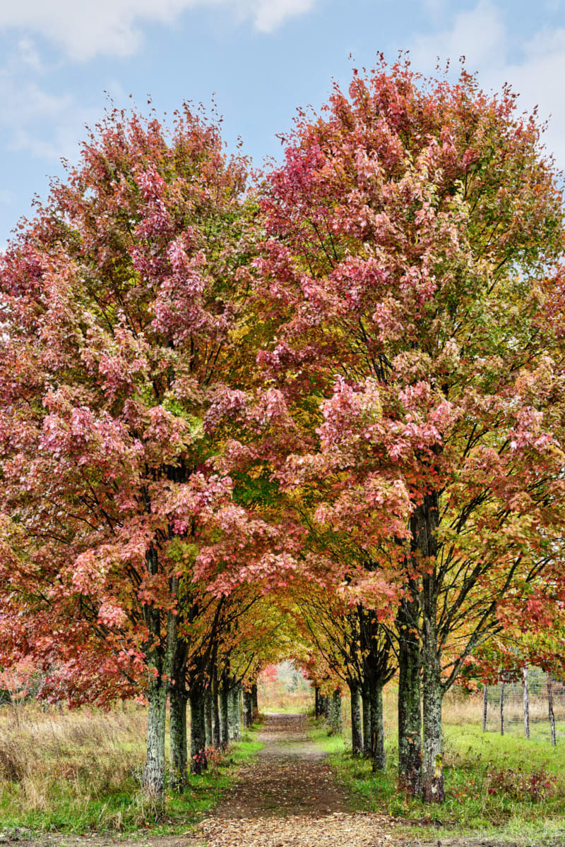 Wildflower Farms, Auberge Collection