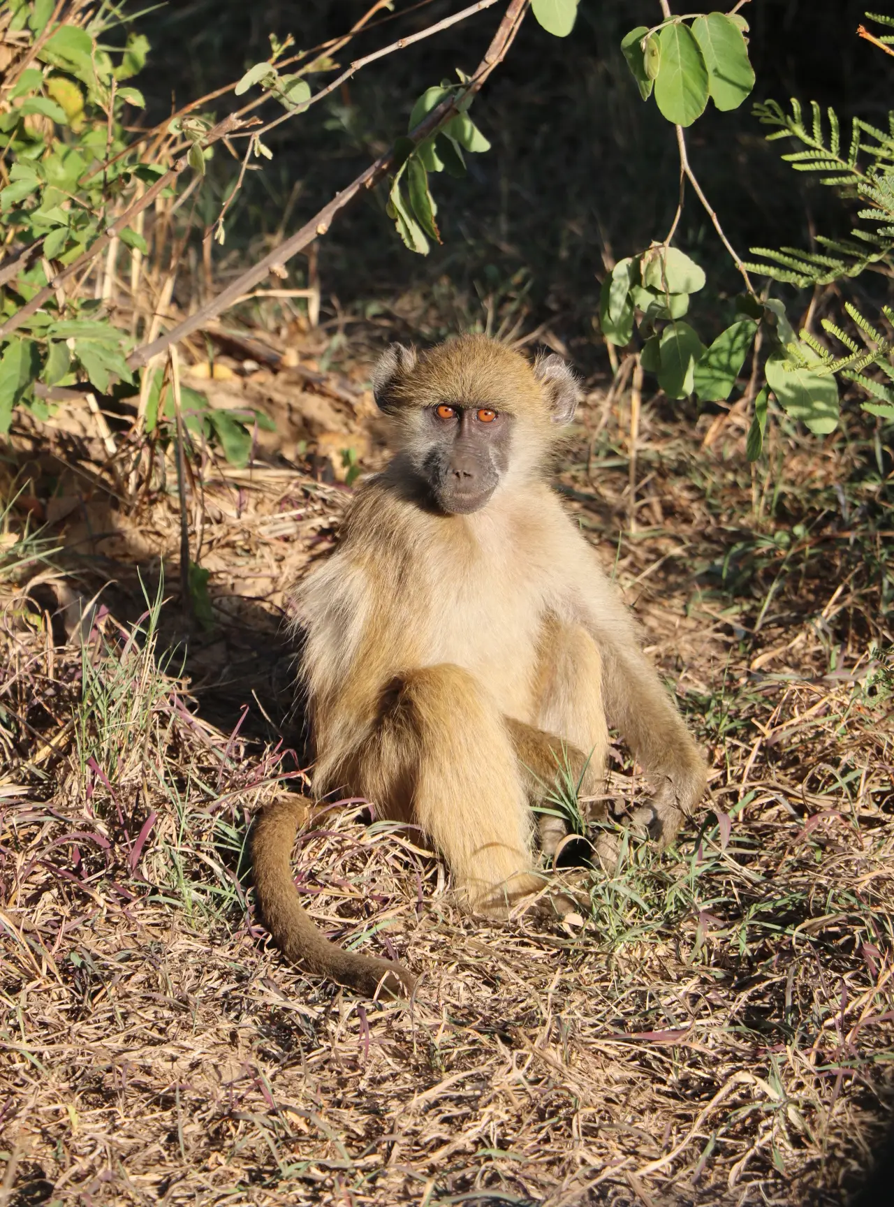 Africa’s Wild Beauty: Safari in May Across Zimbabwe and South Africa