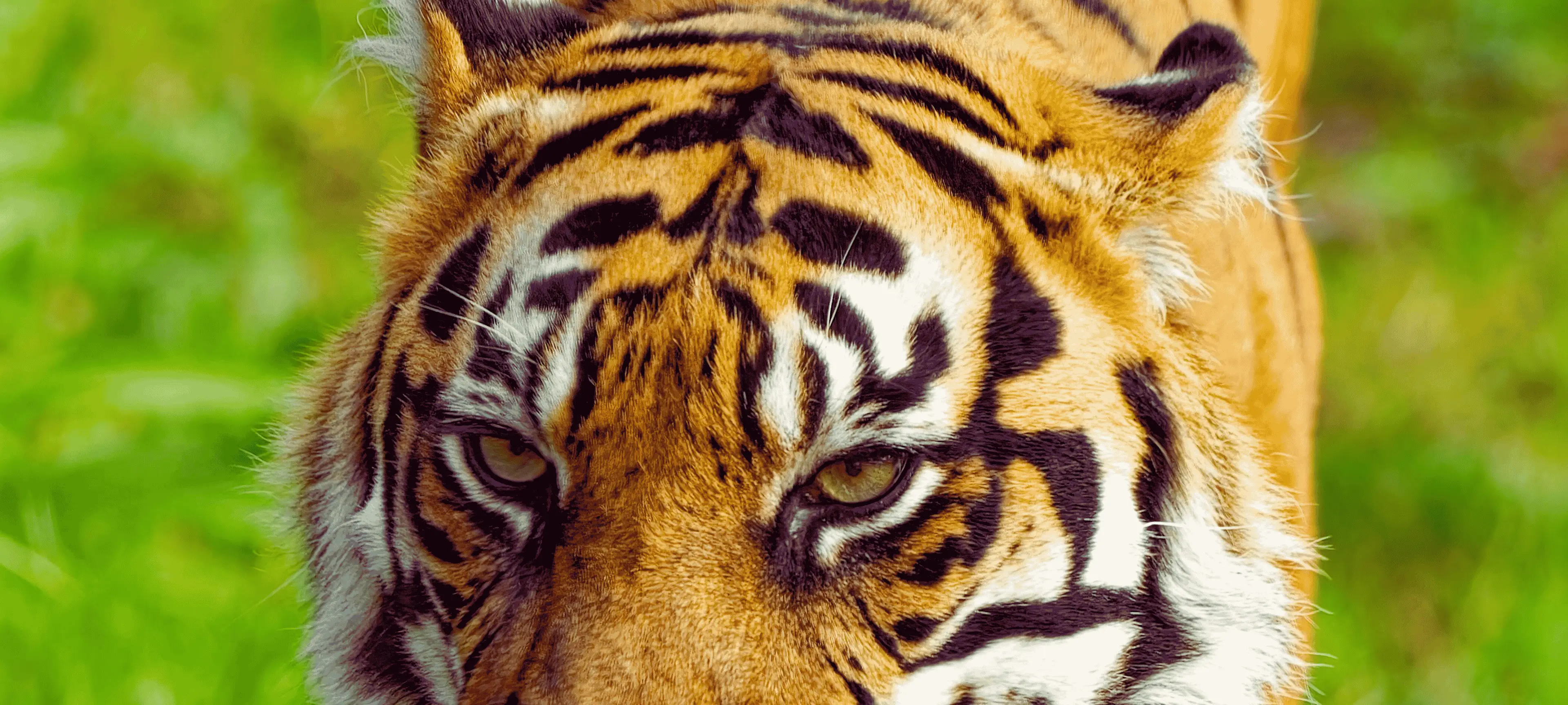 The Complete Guide to Pench National Park, India