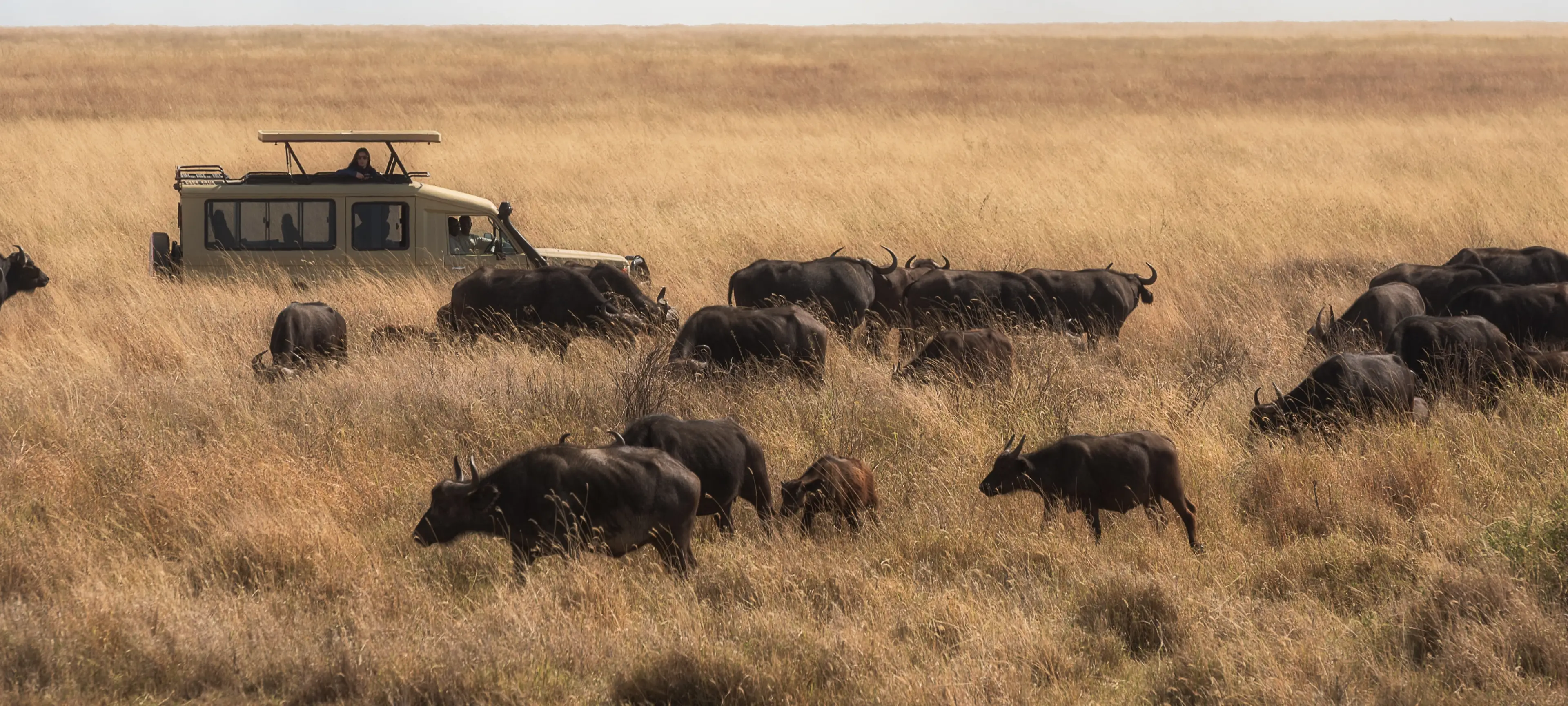 A Two-Week Safari and Mount Kilimanjaro Summit Adventure in Tanzania