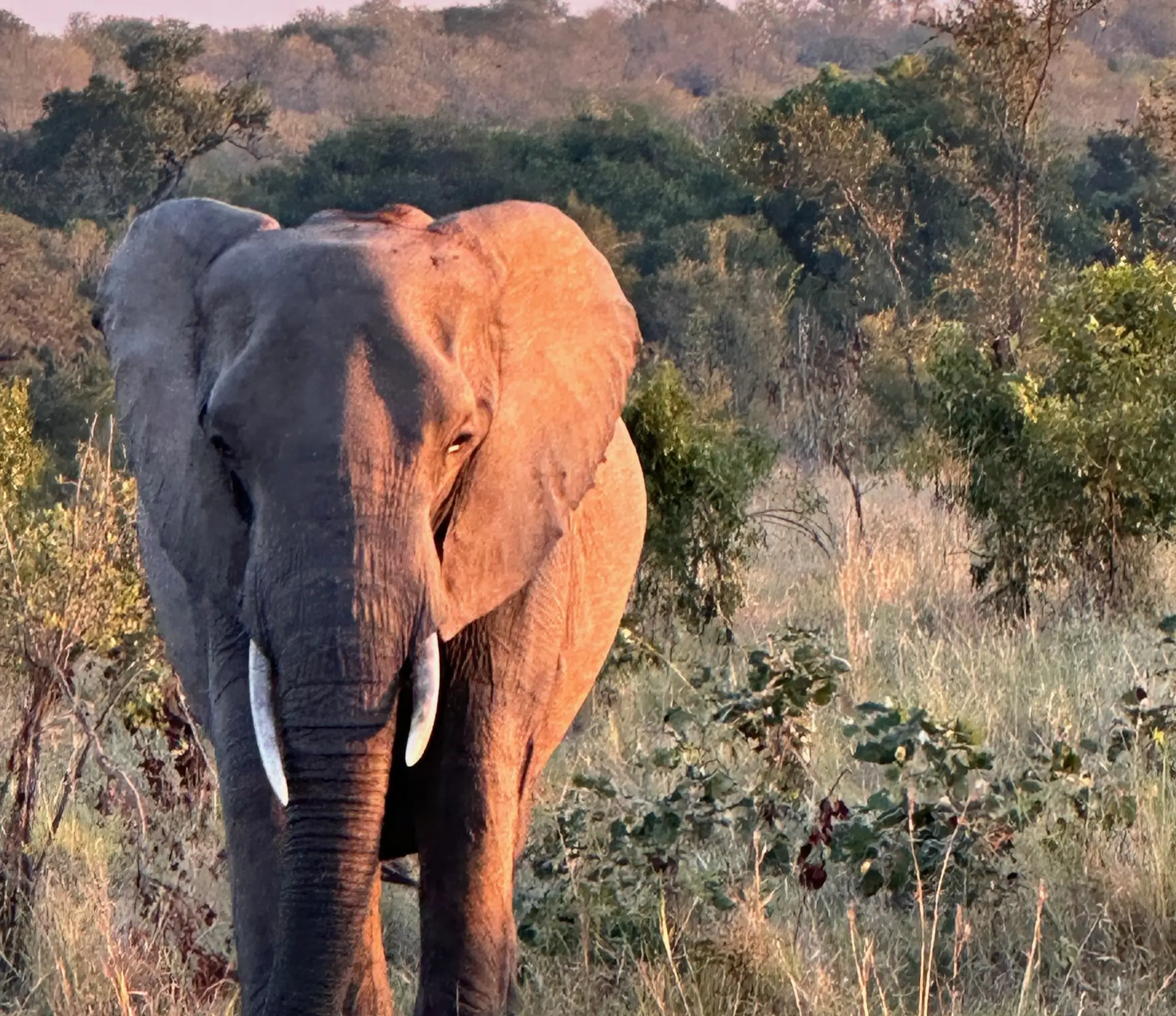 A serene moment of an elephant in its natural savanna habitat, bathed in the gentle glow of the sun’s rays, as seen on a South Africa honeymoon.