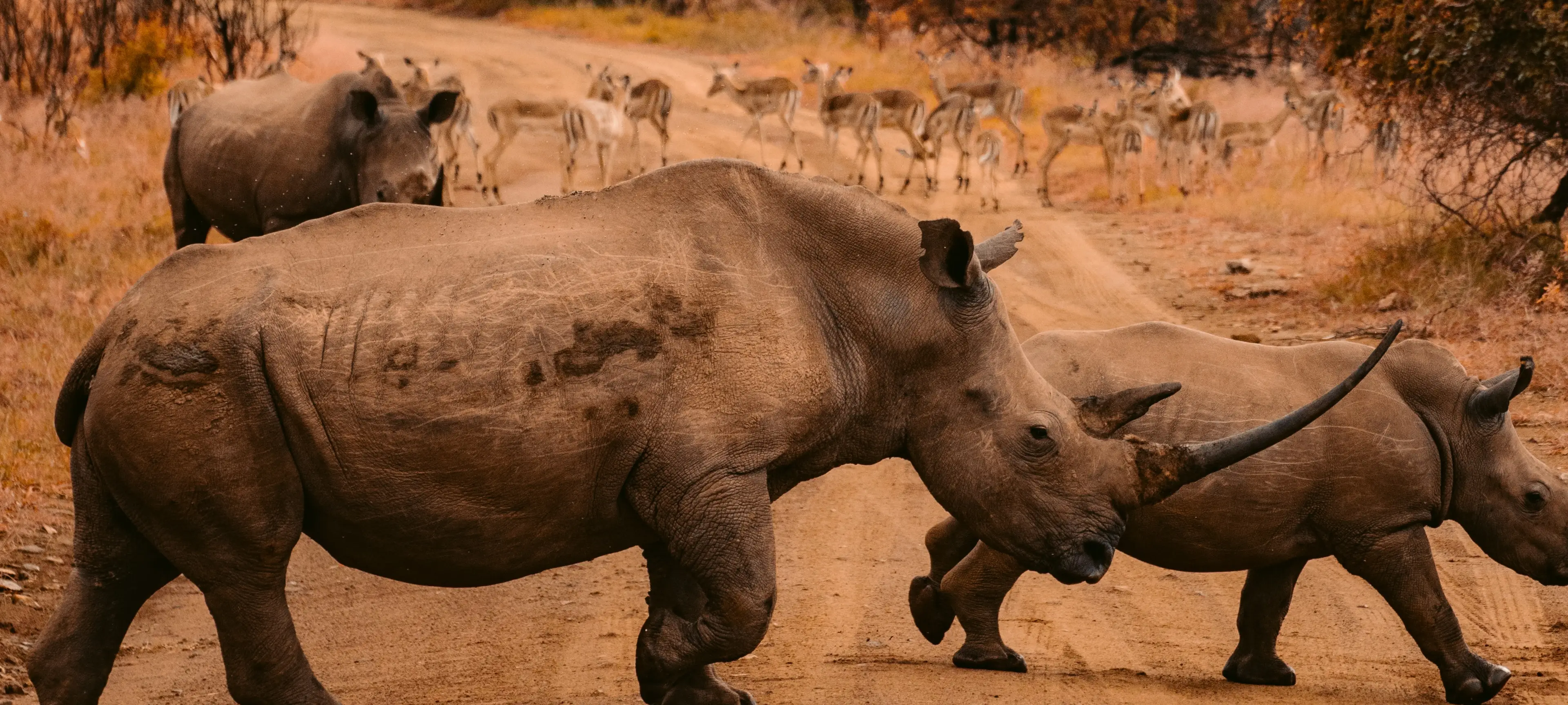 rhinos walking on ground during daytime