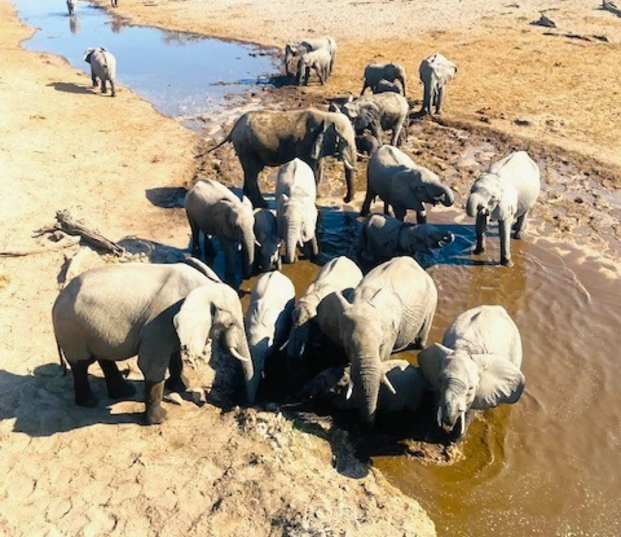 The image captures a serene gathering of elephants around a waterhole in a savanna setting, with trees dotting the landscape.