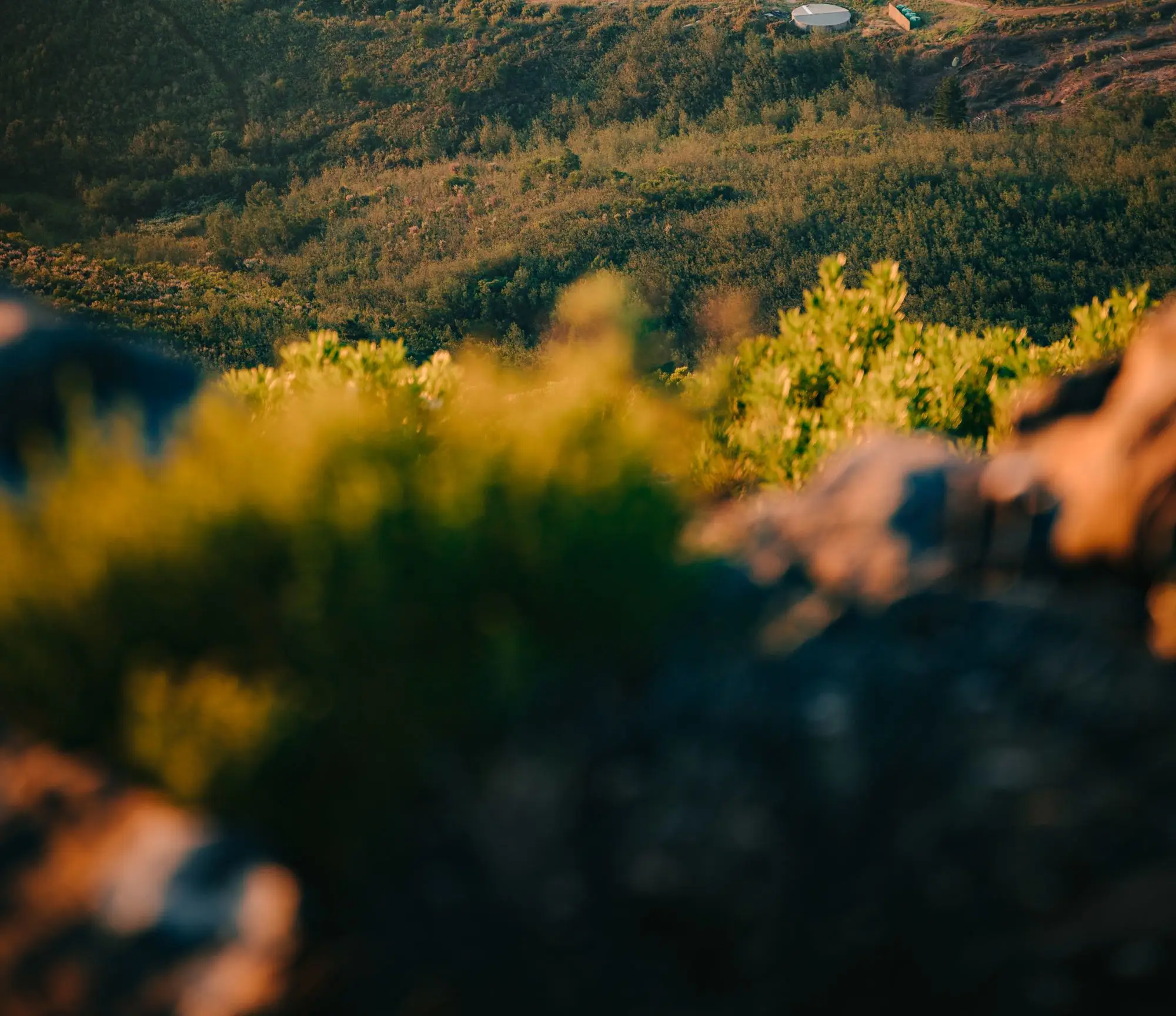 vista lush fields and a wine vineyard and a small pond