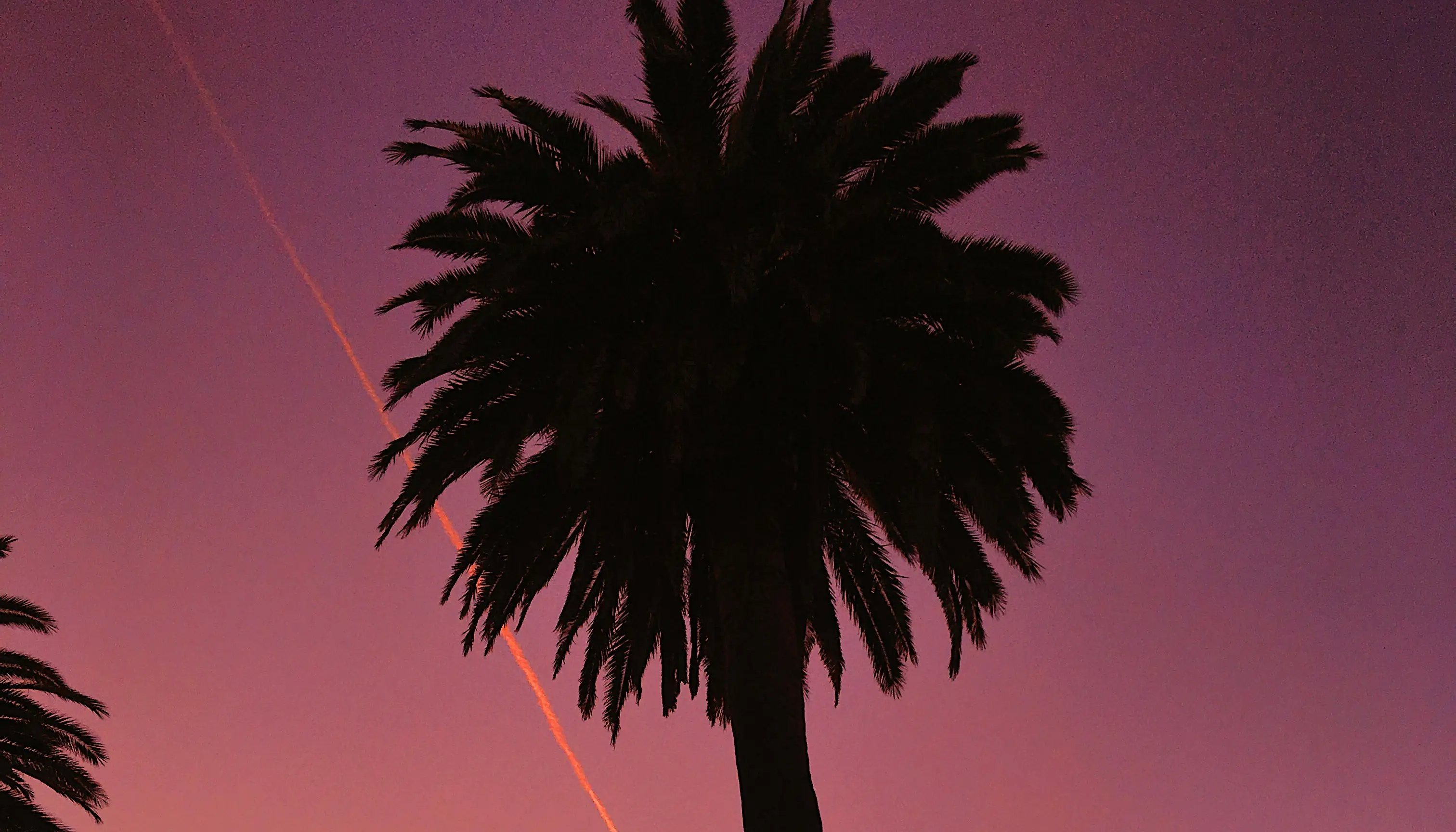 Silhouetted palm trees against a sky at sunset with shades of orange, yellow, pink and lavendar in San Diego.