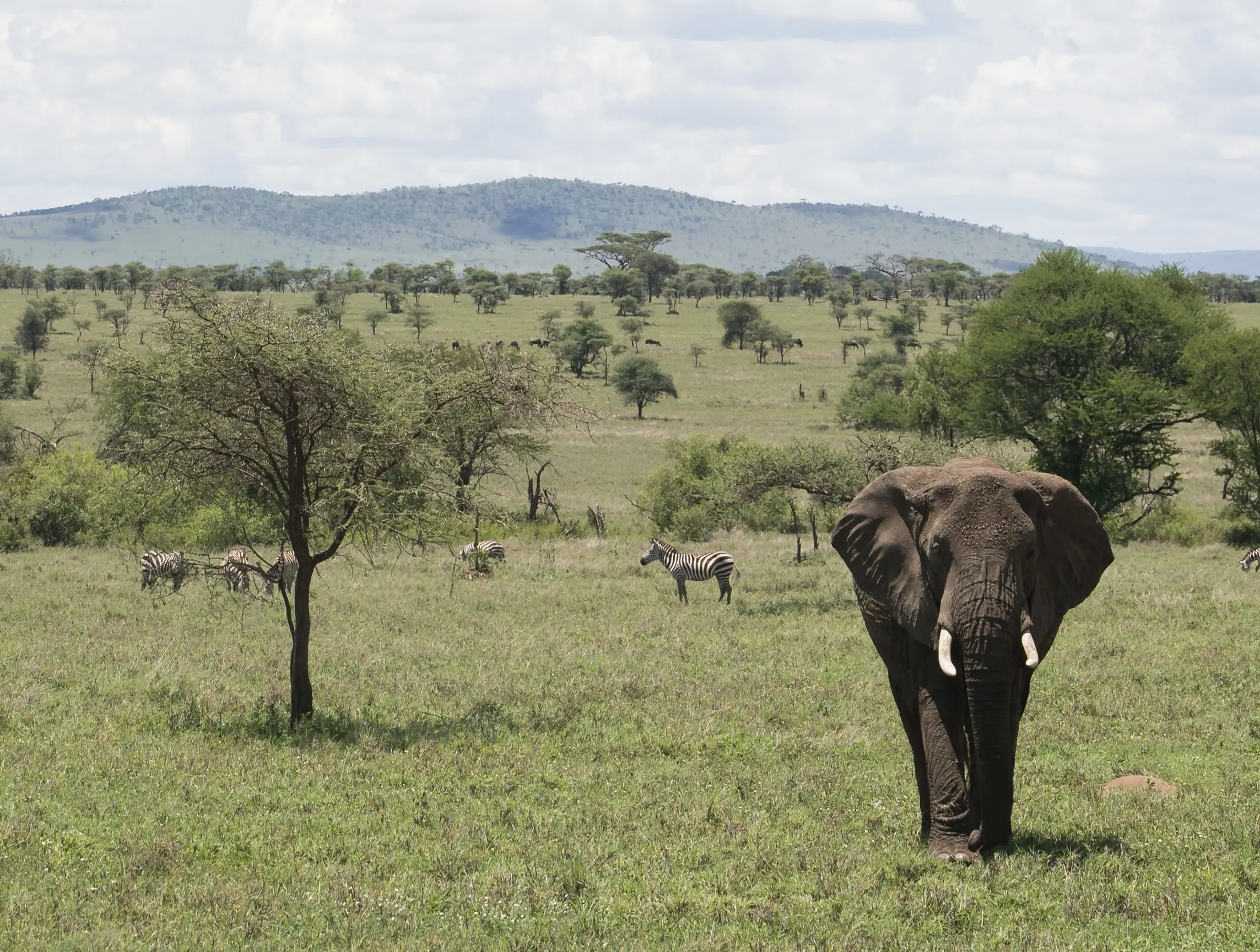 Animals migration on the Serengeti in the Great Migration.