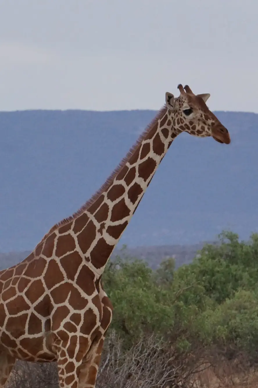 Giraffe in safari with silhouettes of mountains in the background.