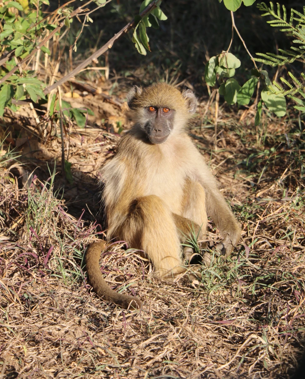 Advisor - Africa’s Wild Beauty: Safari in May Across Zimbabwe and South Africa