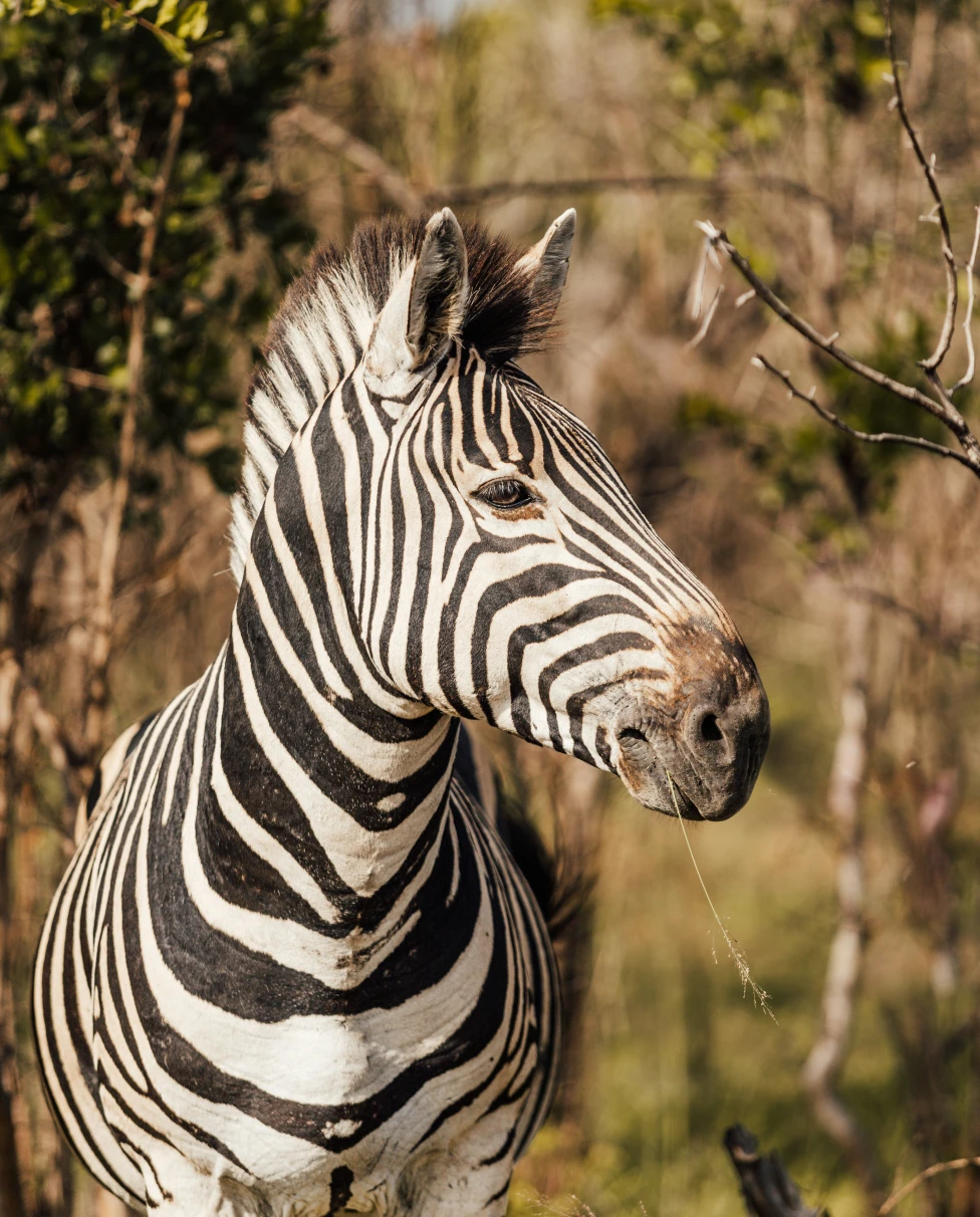 Advisor - The Soul of the Savannah: An Intentional Guide to Luxury Safari