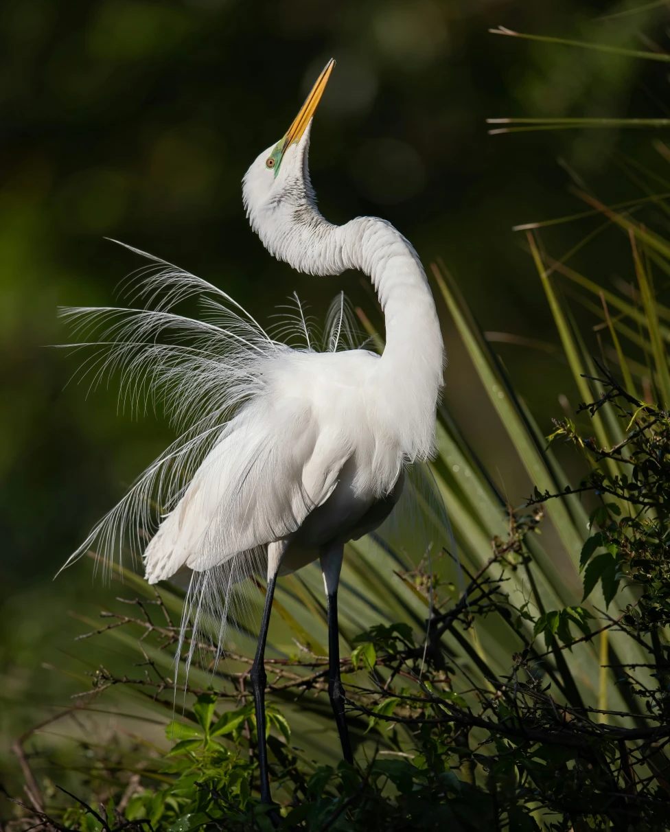 People in a fan boat travel in a swamp. 