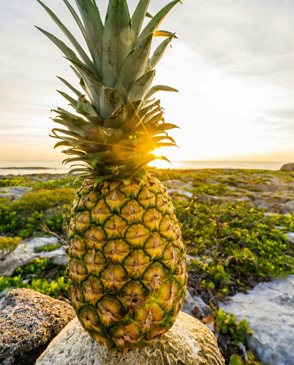 Advisor - 3 Days of Eating in Oahu, Hawai'i