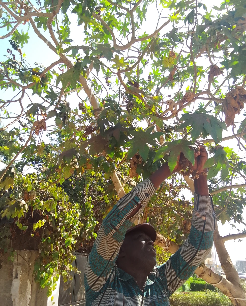 Advisor - First-Timer’s Guide to The Gambia: Discover ‘The Smiling Coast of Africa’