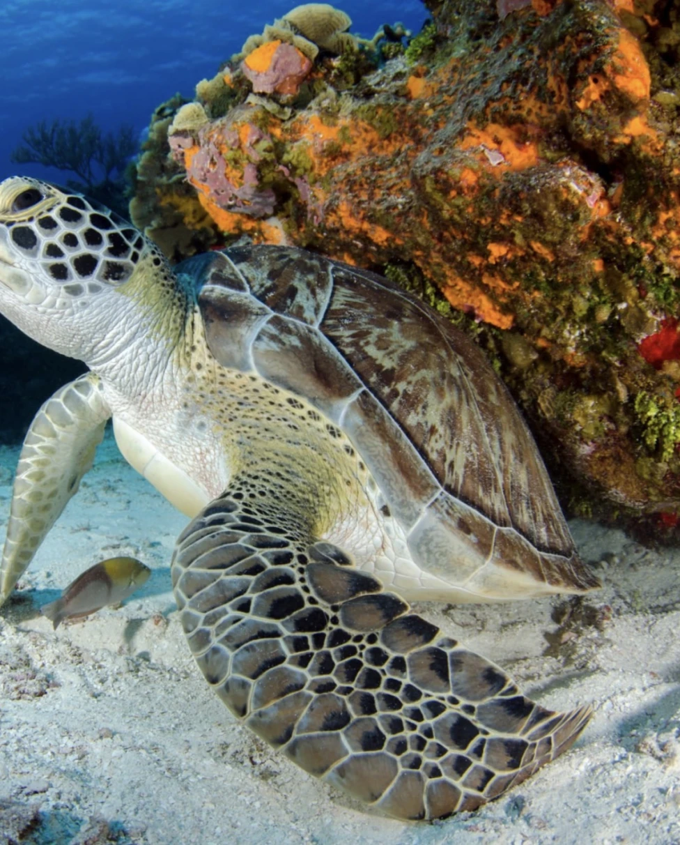 Advisor - Drift: Your Guide to the Cayman Islands