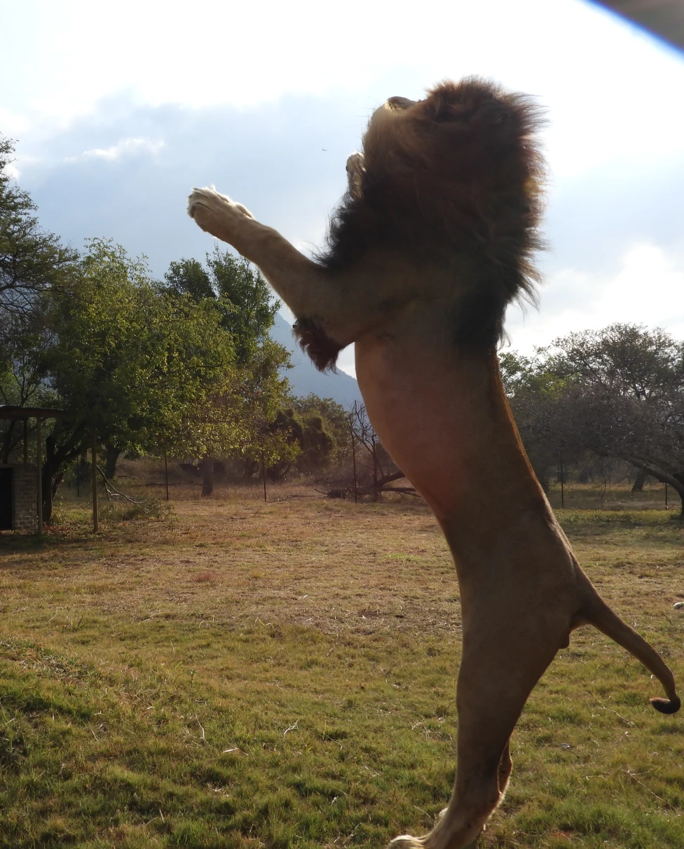 Advisor - One Week in Eastern South Africa: Kruger and Johannesburg