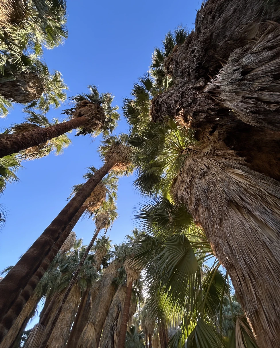 Advisor - Enjoy a Winter Stay in Sunny Palm Springs, California