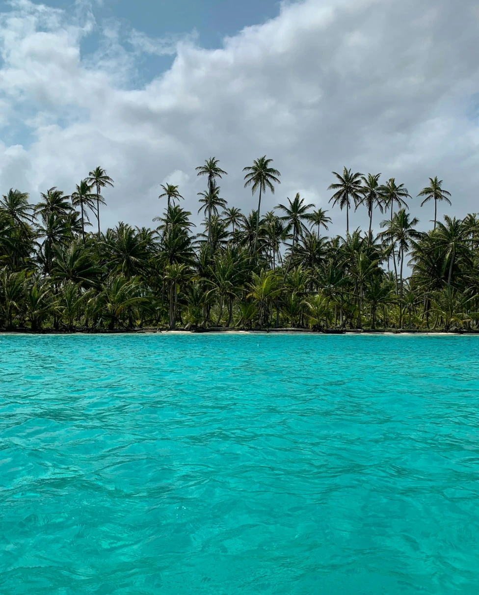 A tropical scene with clear turquoise water and a grove of palm trees under a blue sky.