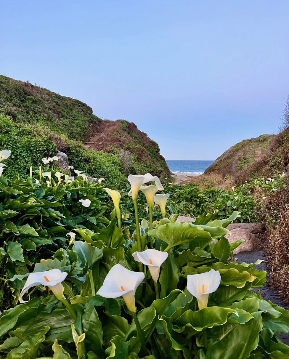 Advisor - Tour of California's Central Coast: The Perfect Road Trip Itinerary