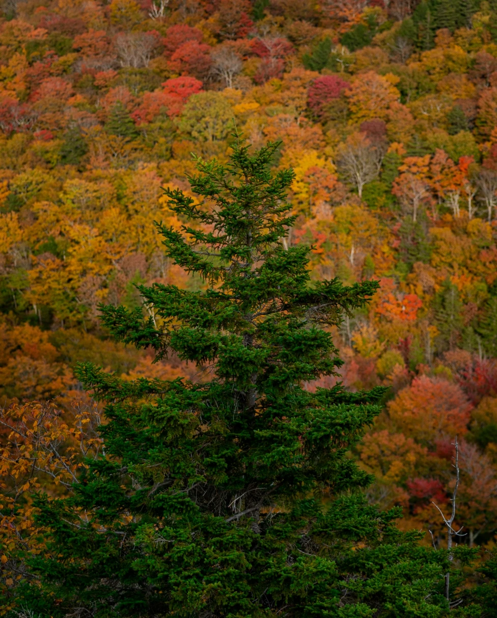 Advisor - The Great North Woods: A Three-Day Itinerary