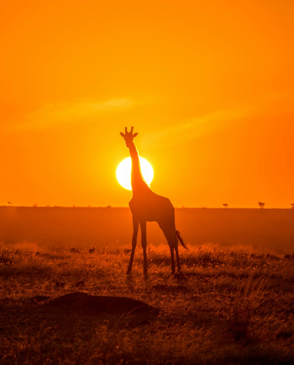 Advisor - 10 Days in Kenya: Elite Multi-Generational Safari & Coastal Wellness