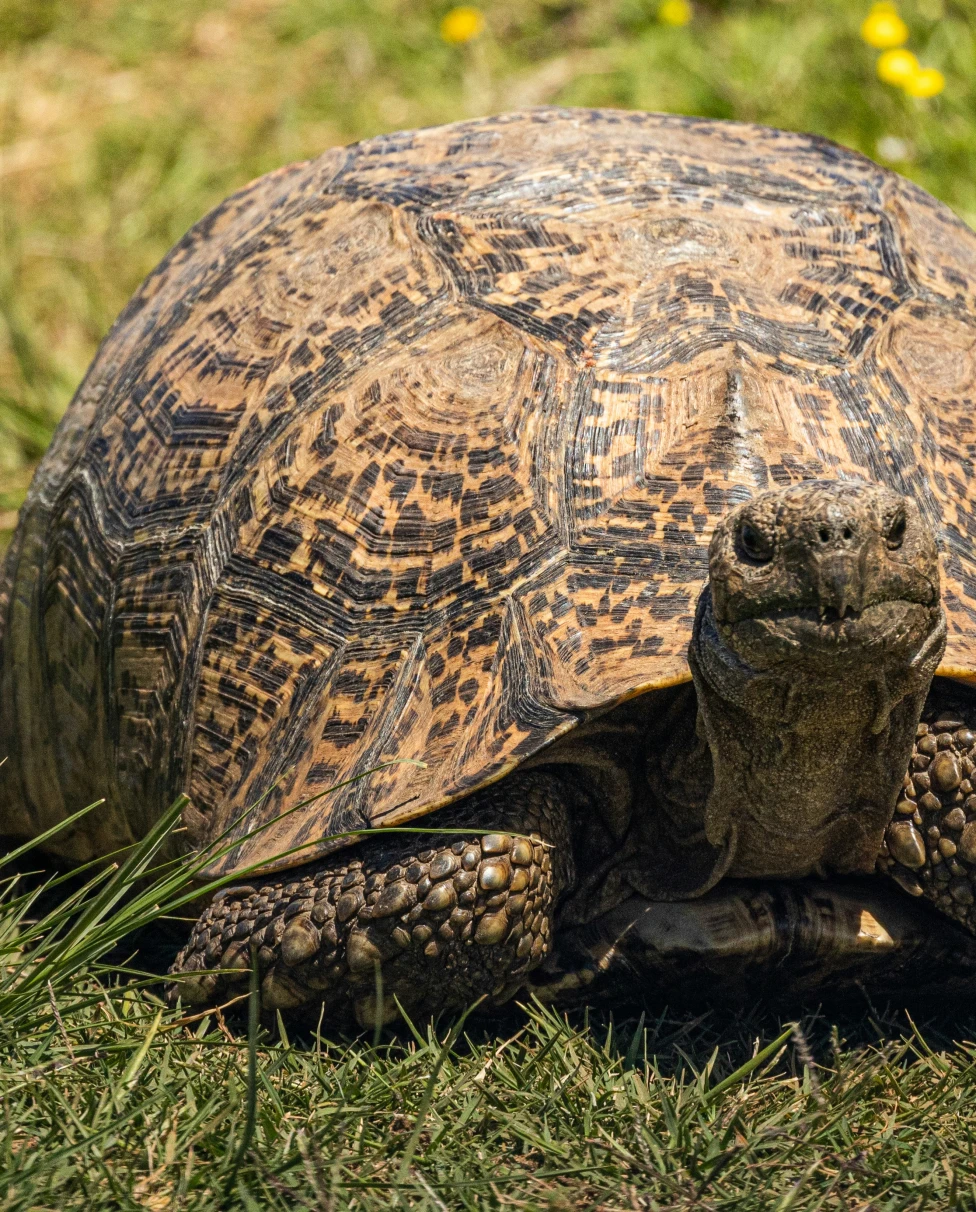 Advisor - The Floating Atelier: An Intentional Journey Through the Galápagos
