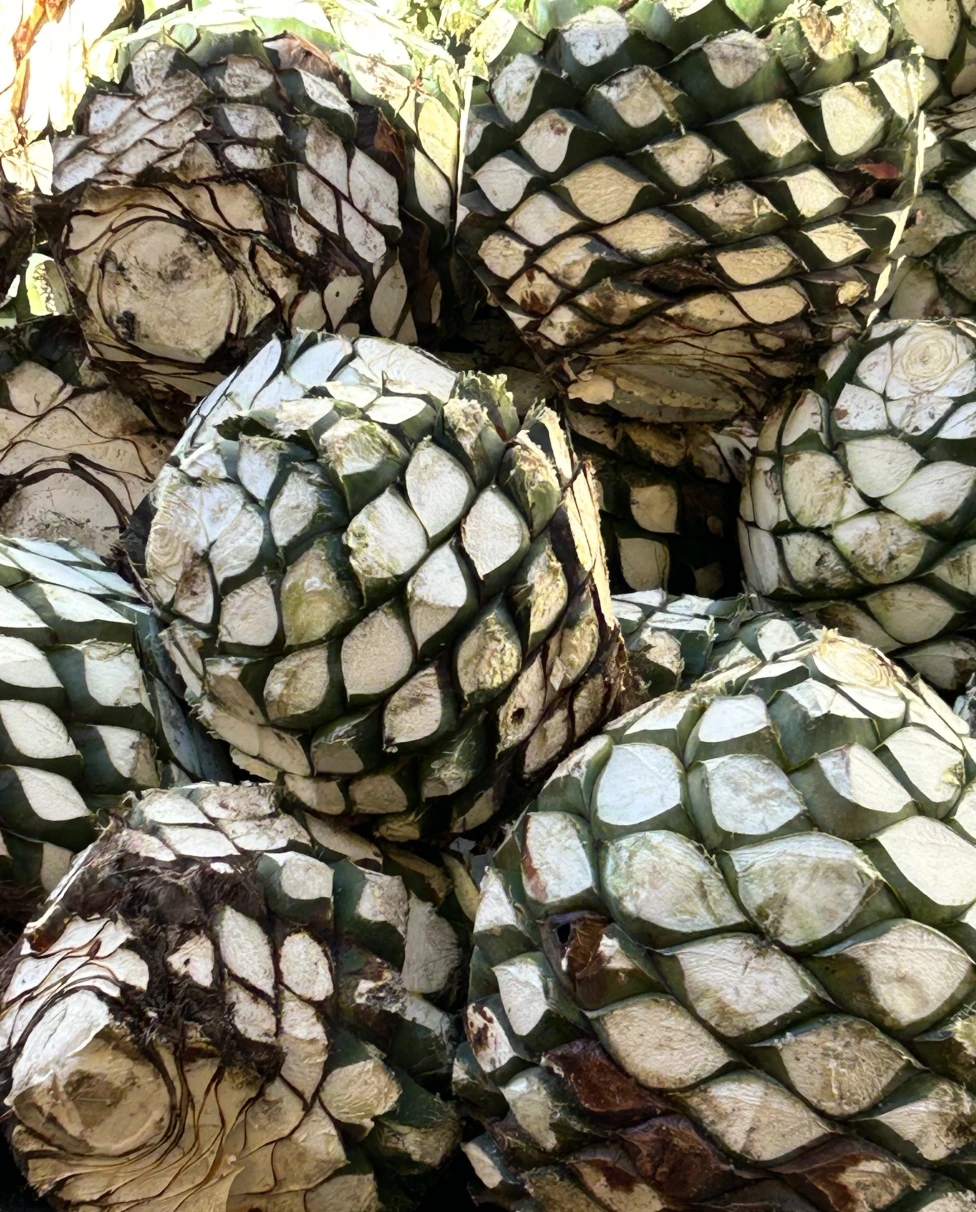 Advisor - Discovering the Soul of Tequila: A Journey Through Jalisco's Distilleries
