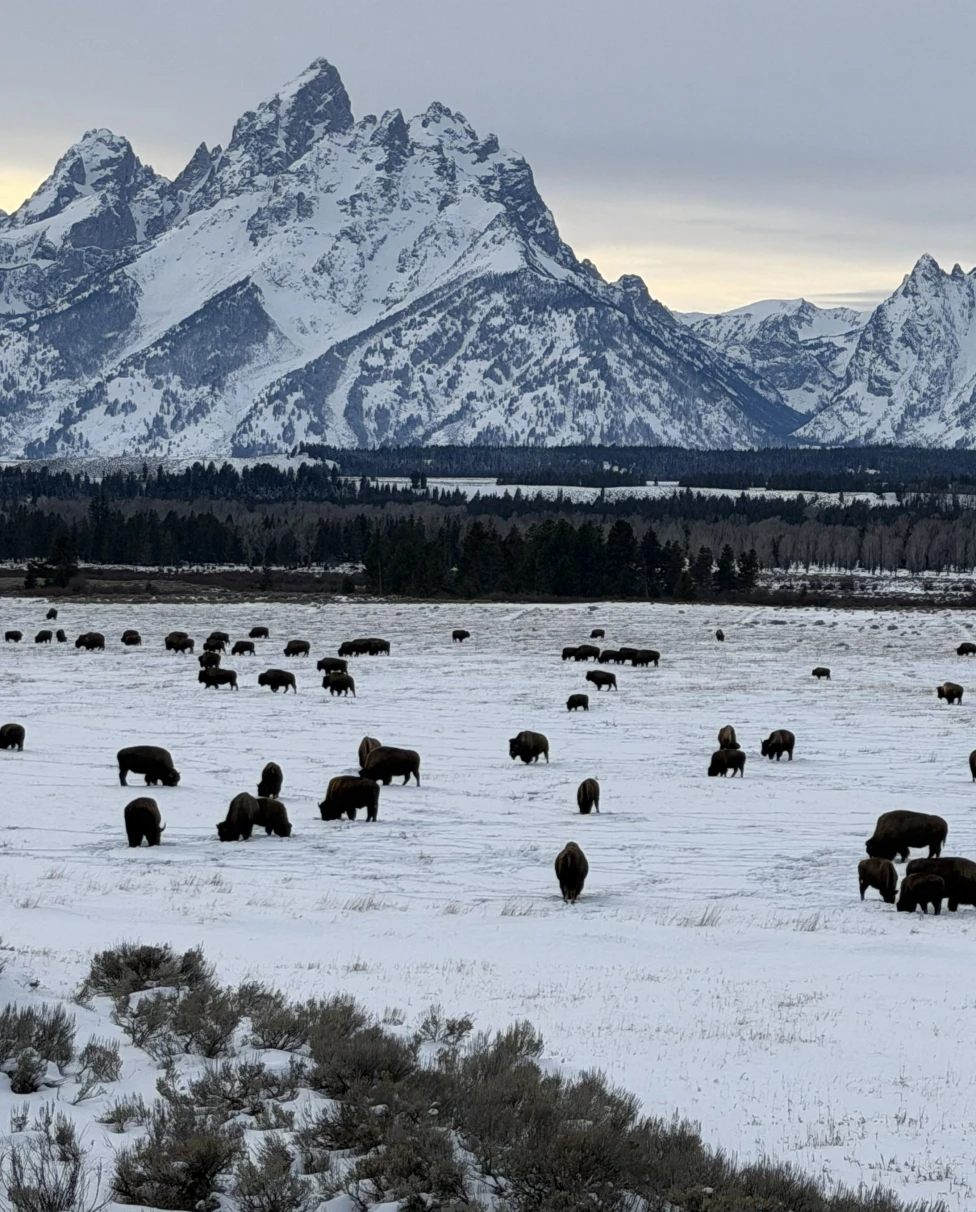 Advisor - Winter Wildlife Tour: Jackson, Tetons & Yellowstone