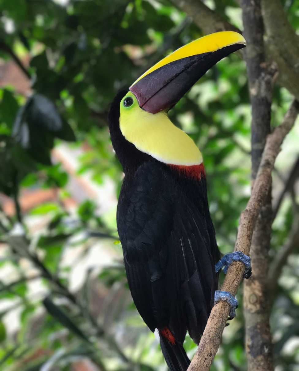 Advisor - Sightseeing & Adventure in Costa Rica