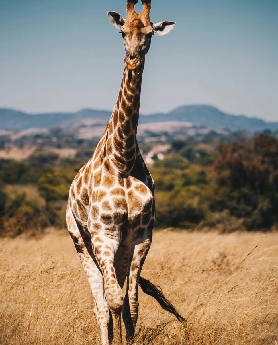 Advisor - Family Guide to Kruger National Park, South Africa