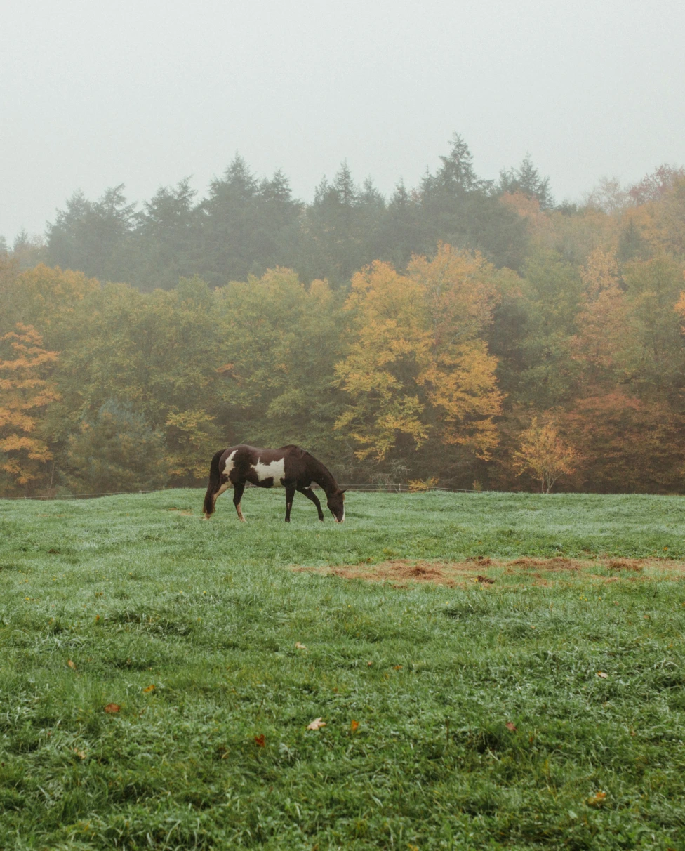 Advisor - The Catskills Unplugged: Nature, Chill and Culture