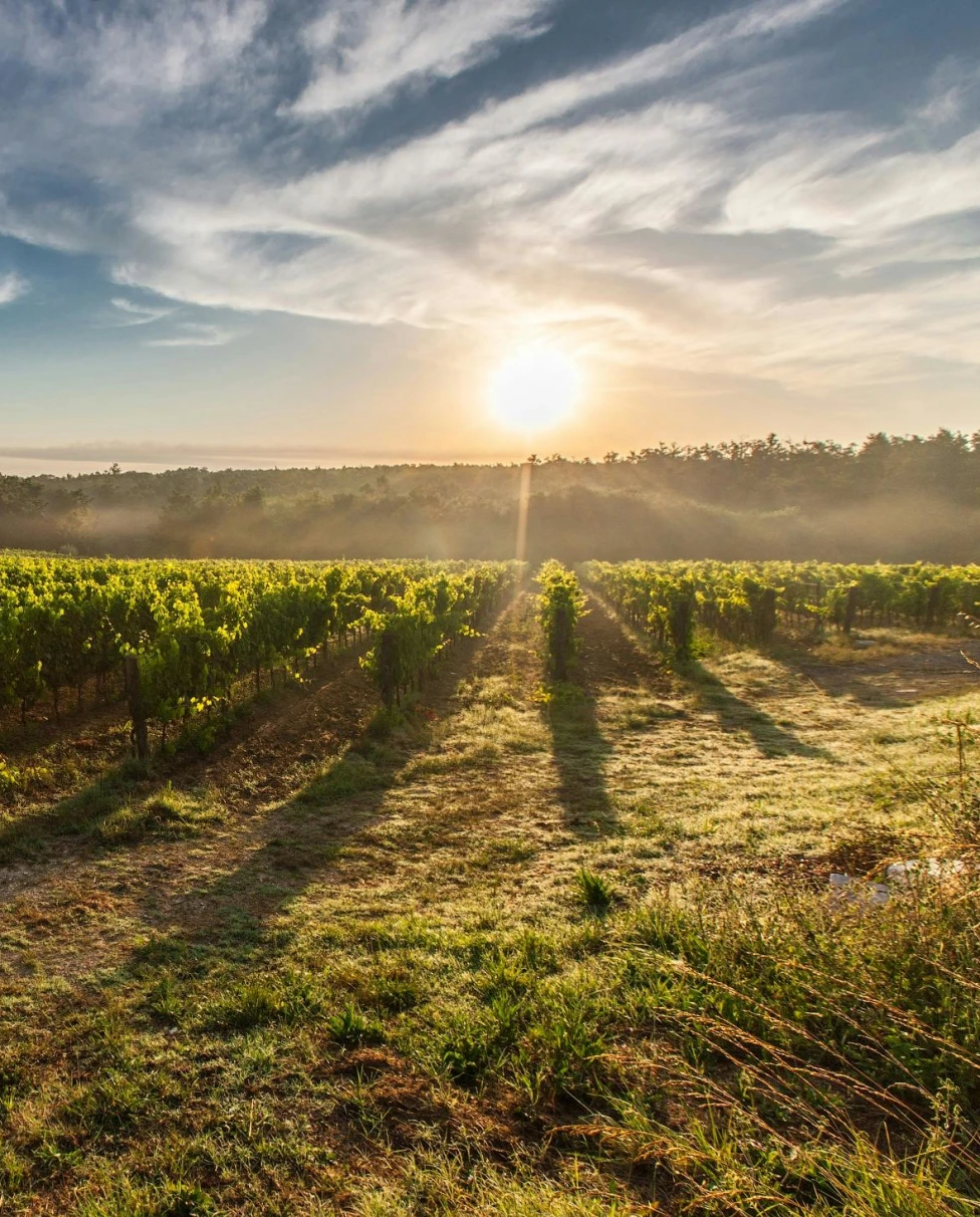 Advisor - 5 Days in Napa Valley: A Luxurious Wine Country Escape