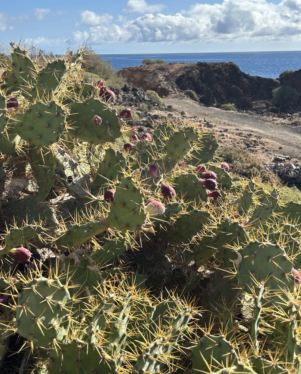 Advisor - A Family-Friendly Canary Island Adventure in Tenerife